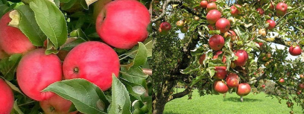В чем популярность яблони Малиновка и секреты получения щедрого урожая